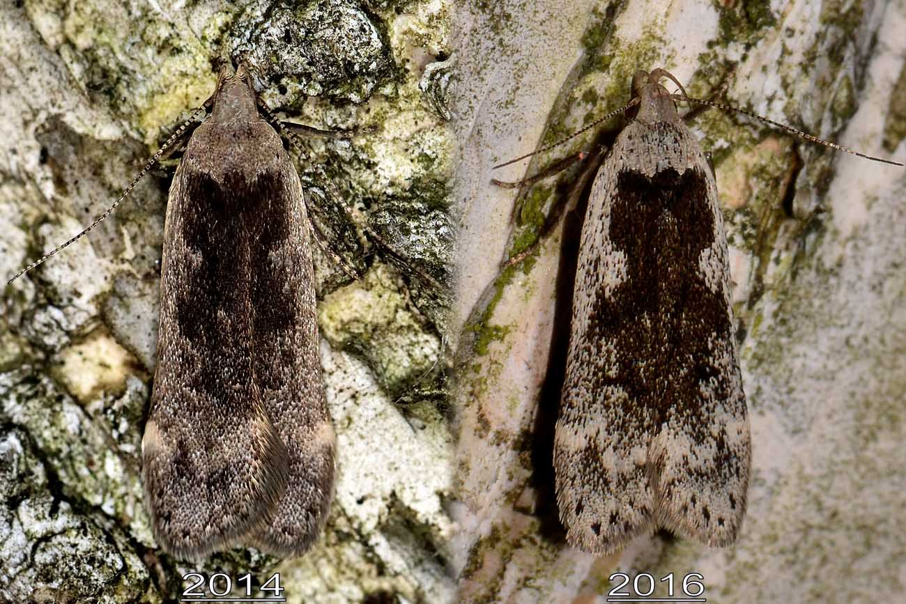 Gelechiidae? S -  Anacampsis  blattariella